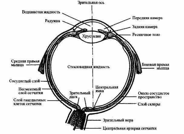 Зрительные нервы глазного яблока. Схема продольного разреза глазного яблока. Схема строения глазного яблока горизонтальный разрез. Схема глазного яблока (в сагиттальном сечении). Схема сагиттального разреза глазного яблока.