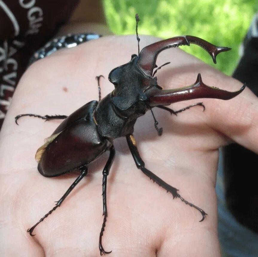 Жук-олень (Lucanus Cervus). Жук Рогач. Жук олень Рогач. Жук Рогач и Жук олень. Большие жуки насекомые