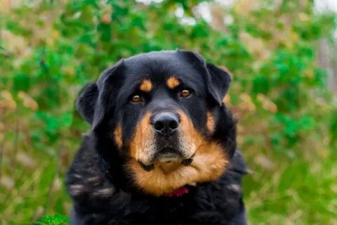 Золотистый ротвейлер