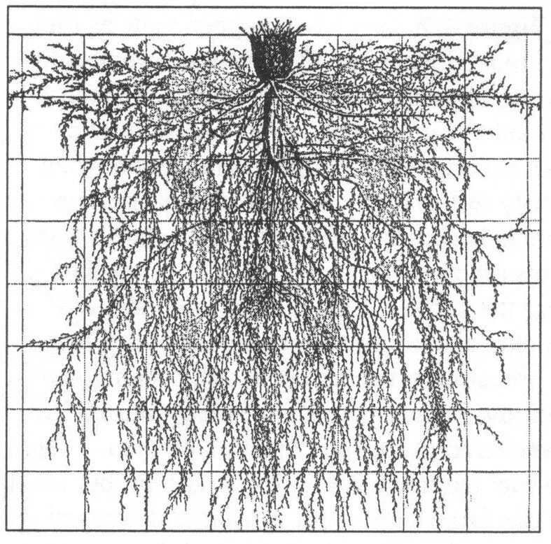 Корневая система ивы плакучей. Корневая система ивы шаровидной. Лещина корневая система размер. Корневая система шелковицы схема.