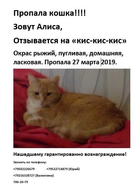 Кошка откликается на кис кис. Почему коты отзываются на кис. Почему кошки реагируют на кис. Почему кошки откликаются на кис кис. Почему кошку зовут кошку