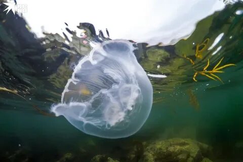 Медузы в море 2024