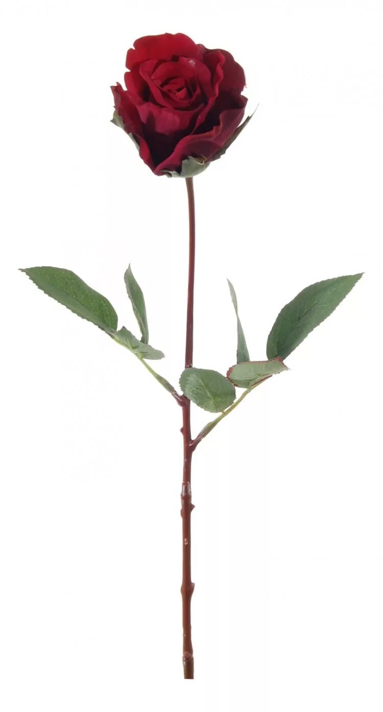 Средняя цена одной розы. Розы на длинной ножке. Бордовые розы на длинной ножке.