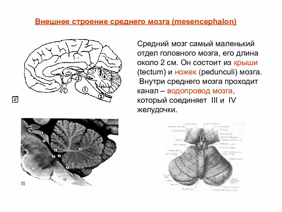 Строение среднего мозга в головном мозге