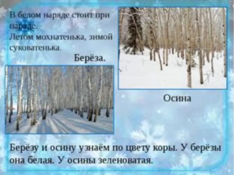 Как отличить зимний. Зима в мире растений окружающий мир. Зима в мире растений 2 класс перспектива. Зима в мире растений окружающий мир 2 класс перспектива. Зима в жизни растений.