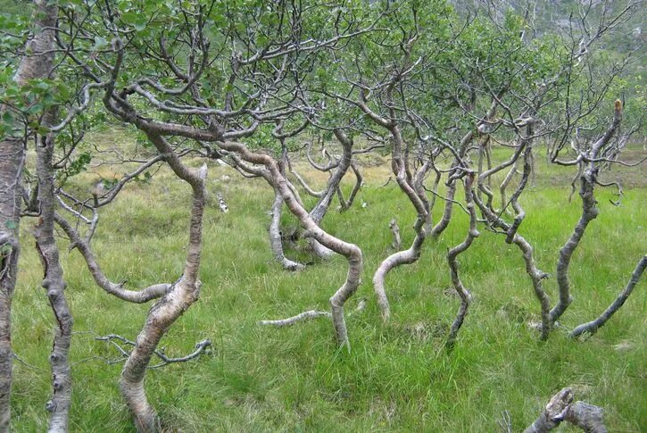 The grove of the dancing birches. Танцующие березы Боровое Казахстан. Боровое Танцующая роща. Боровое роща танцующих берез. Танцующие березы в Боровом.