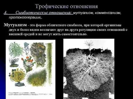 Симбиотические отношения устанавливаются между заразихой