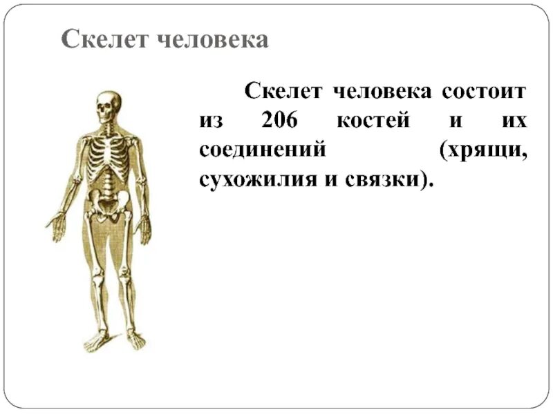 Биология 8 класс тема кости скелета. Строение скелета 8 класс биология. Презентация по биологии 8 класс кости скелета человека. Скелет человека биология 8 кл. Что определяет скелет