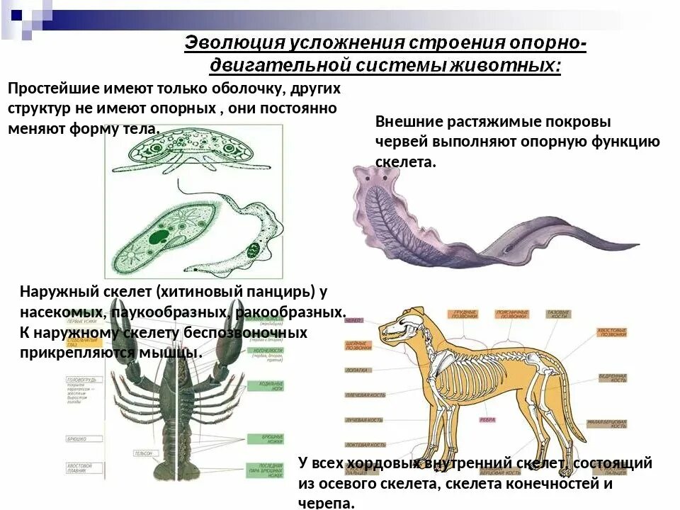 Особенности строения зверей