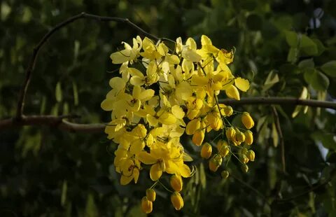 Cassia