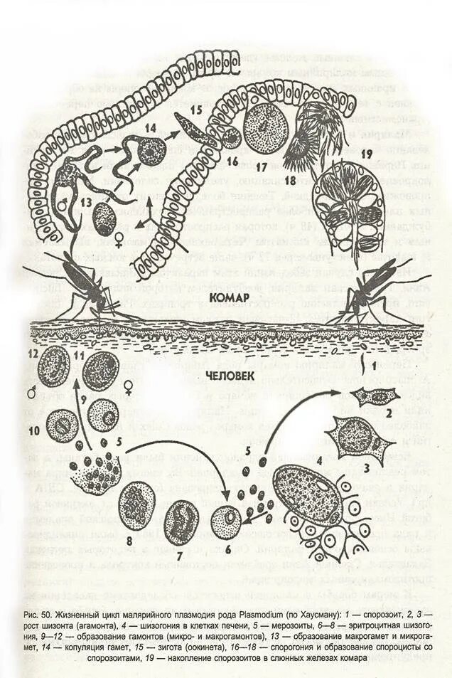 Малярийный плазмодий в кишечнике. Цикл малярийного плазмодия. Схема развития малярийного плазмодия рис 34. Жизненный цикл малярийного плазмодия рисунок. Жизненный цикл малярийного плазмодия схема.