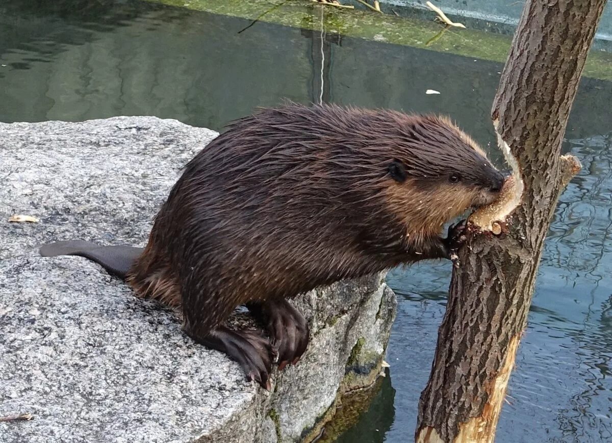 Речные бобры красная книга. Канадский Бобр (Castor canadensis). Бобр Речной обыкновенный. Бобр (Castor Fiber Linnaeus, 1758). Речной Бобр Западносибирский подвид.