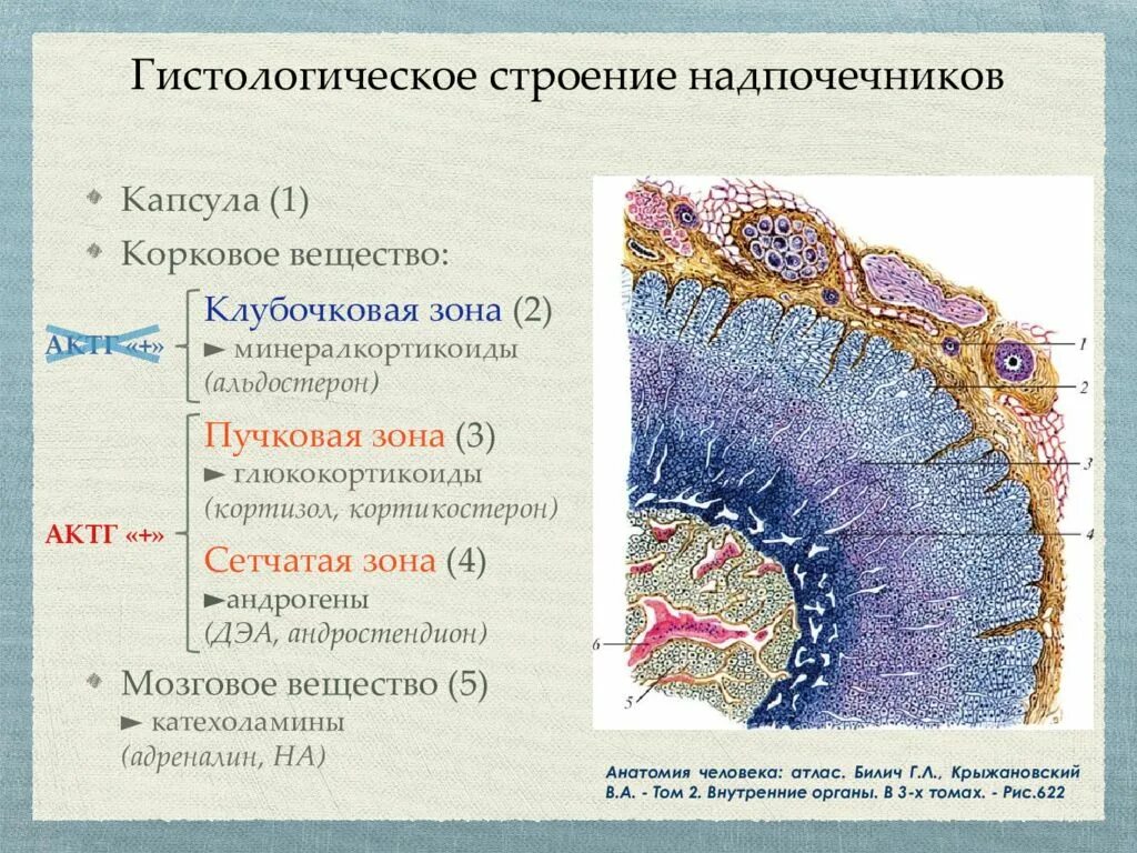 Микроскопическое строение надпочечника. Клубочковая зона коры надпочечников гистология. Срез надпочечника гистология. Строение коркового вещества надпочечников гистология.