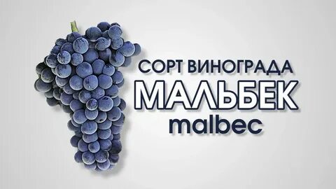 Всемирный день винограда