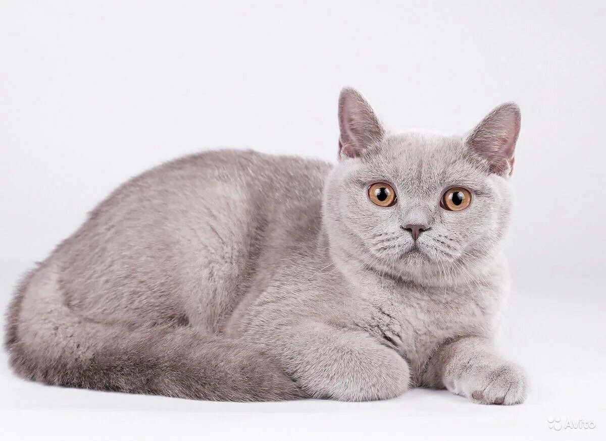 Британская лиловая кошка. Британский короткошерстный кот лиловый. британская короткошёрстная кошка лиловая. лиловый кот британец. кот британец лиловый окрас.