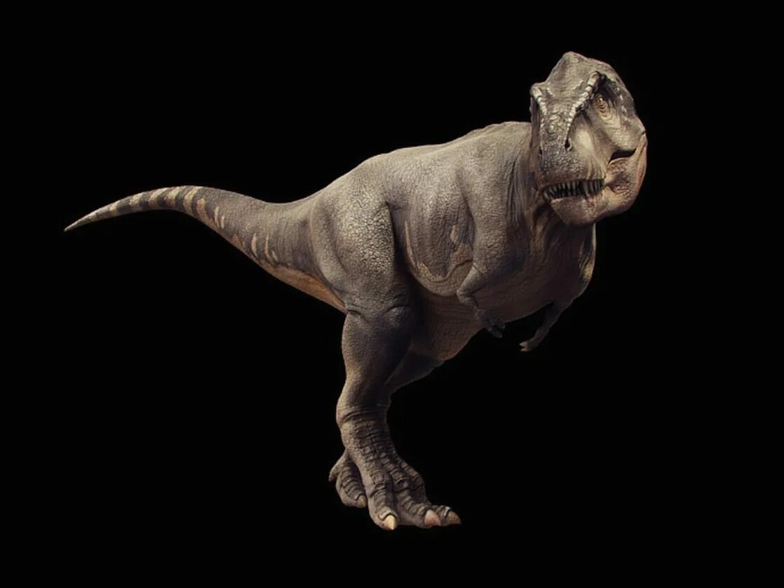 Динозавр т рекс. Тираннозавр рекс. динозавр тирекс 3д. tyrannosaurus константинов. тираннозавр рекс король динозавров tyrannosaurus rex.