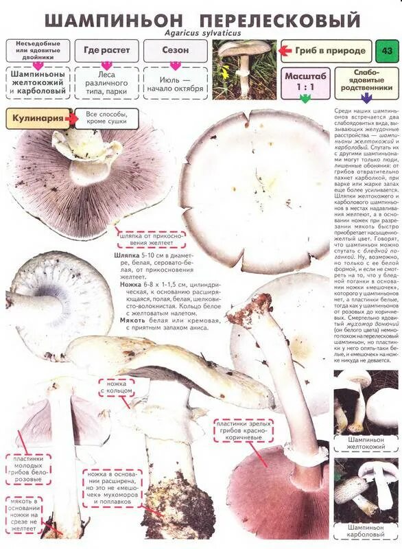 Съедобен ли шампиньон. Шампиньо́н переле́сковый  agaricus silvicola). лесные шампиньоны. / шампиньон перелесковый.