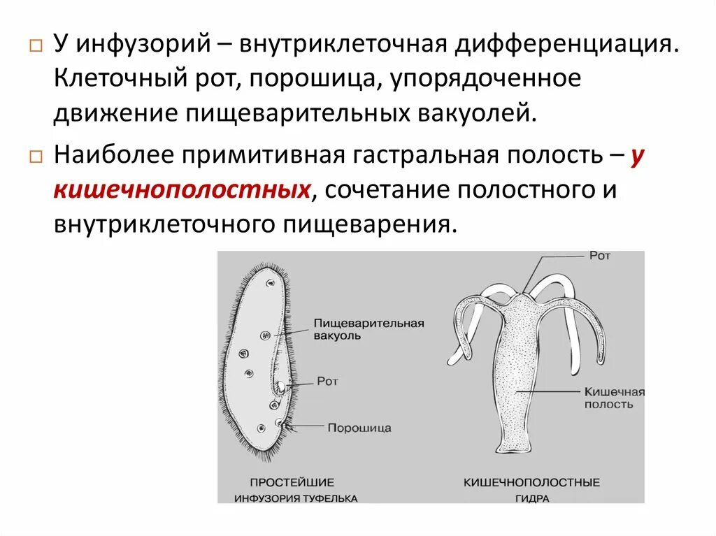 Клеточный рот инфузории. Замкнутая гастральная полость. Клеточный рот. Клеточный рот у кого.