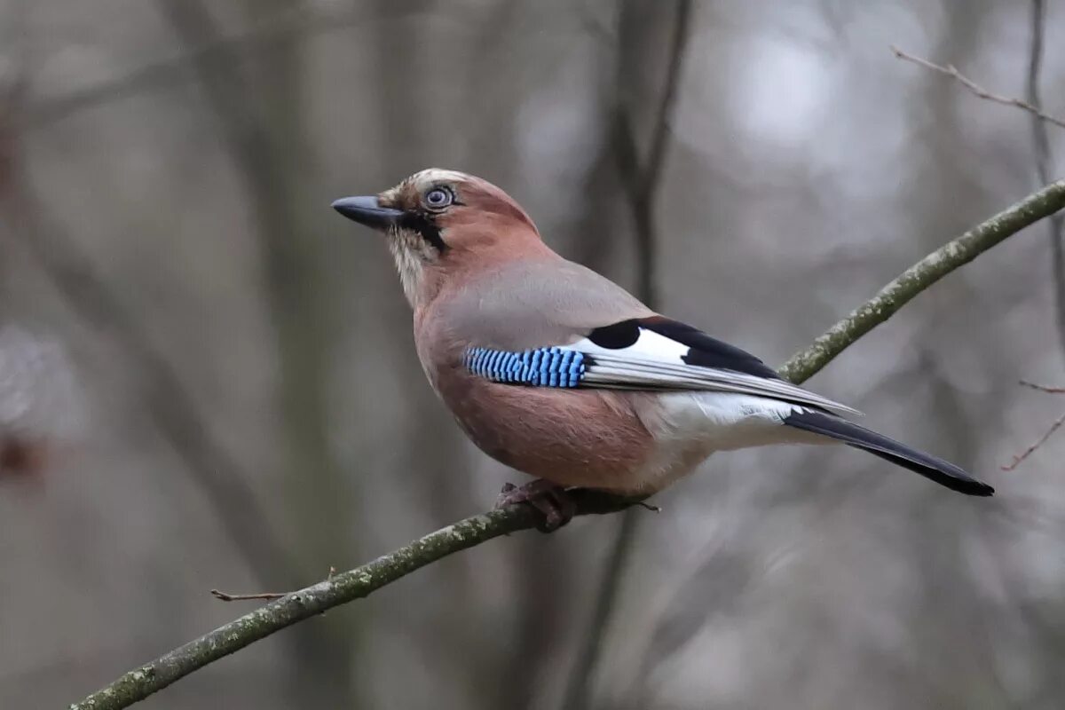 Со́йка garrulus glandarius. Сойка обыкновенная. Сойка Лесная птица. Гирканская Сойка. Природа сойка