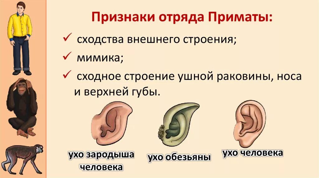 Система отряда приматов. Отряд приматы признаки отряда. характерные признаки отряда приматы. признаки отряда обезьяны. признаки отряда приматы у человека.