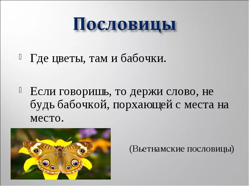 Бабочка составить слова. Поговорки про бабочек. Пословицы про бабочек. Поговорки про бабочек для детей. Пословицы о бабочках для детей.