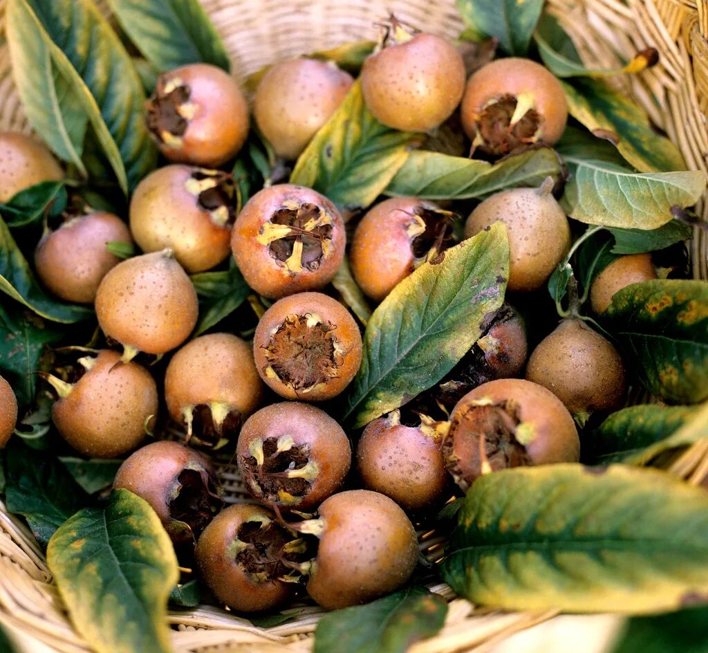 What Are Pomes And How Are They Related To Other Fruits?