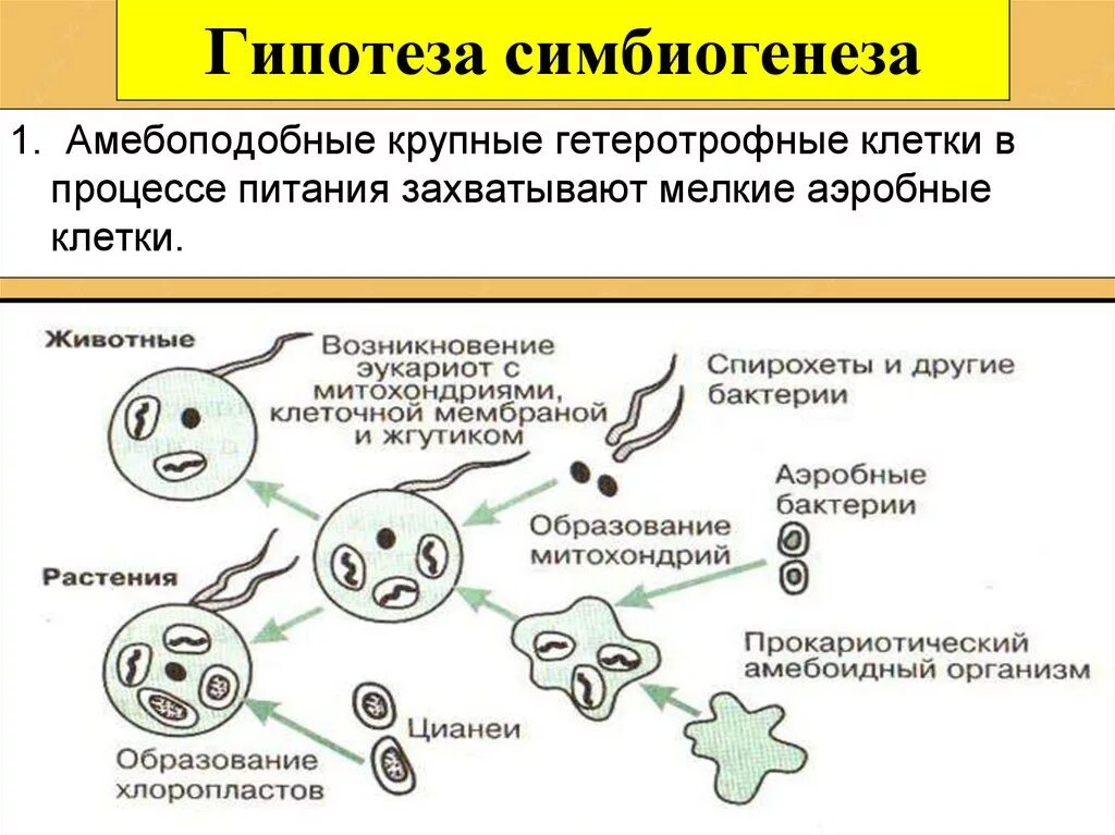 Эволюция эукариотических организмов. Схема симбиотического возникновения эукариот. Гипотеза симбиогенеза митохондрии. Симбиотическая гипотеза эукариот. Гипотезы происхождения эукариотических клеток.