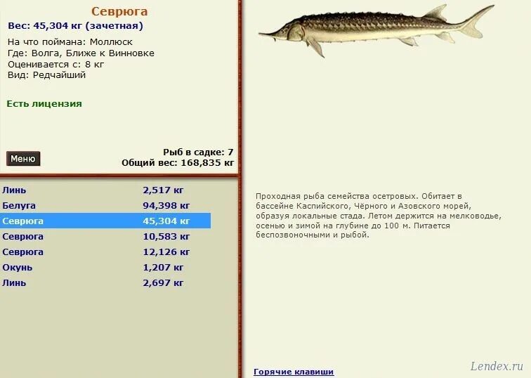 севрюга фото и описание