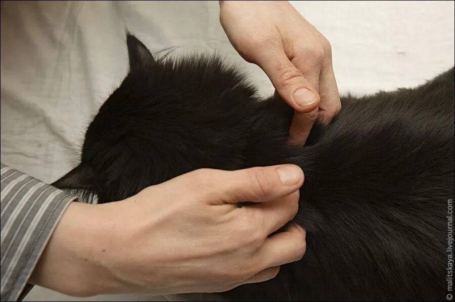 Почему коты массажируют