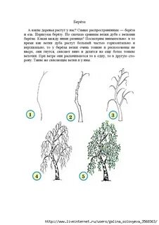 Ветка березы составить предложение