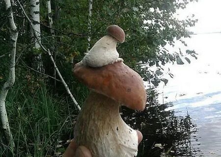 Гриб даже