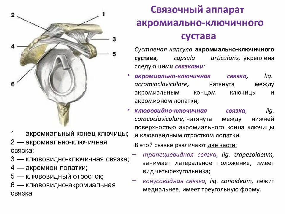 Капсульно-связочный аппарат плечевого сустава. Где находится акромиально ключичный сустав. Связки акромиально-ключичного сустава анатомия. Фиксирующий аппарат акромиально ключичного сустава.