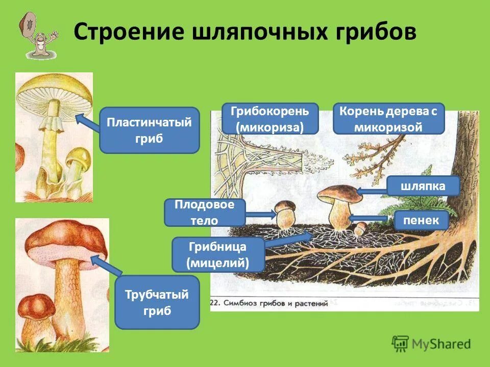 Грибы образуют микоризу с корнями