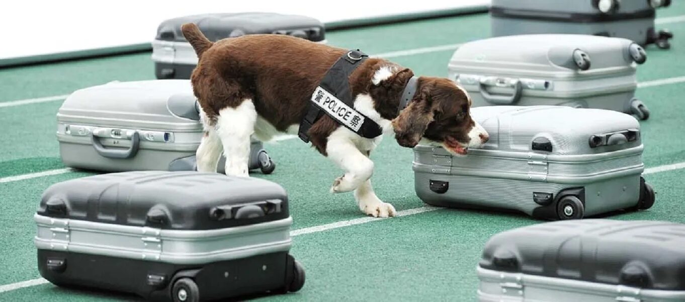 Ноузворк для собак что это. Выборка собаки. Ранв ноузворк. Выборка вещи дрессировка для служебных собак. Ноузворк для собак.