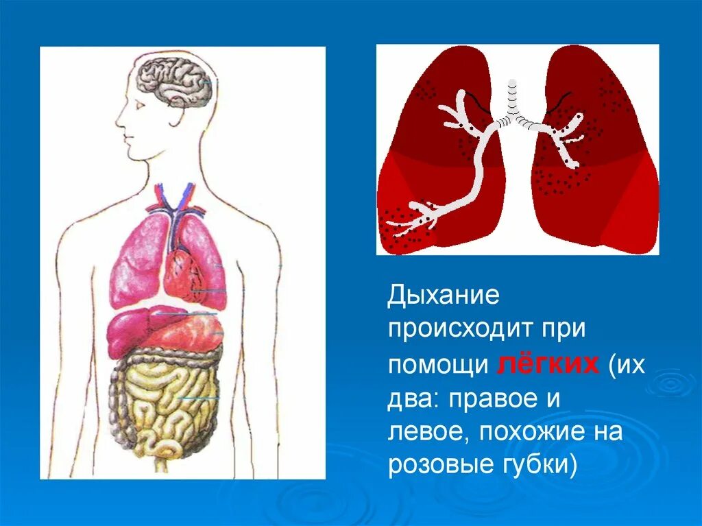 Органы человека для презентации. Органы человека окружающий мир. Организм человека органы 4 класс. Органы человека 2 класс окружающий мир.