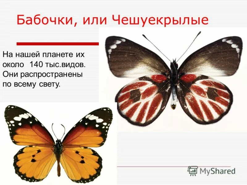 характеристика отряда чешуекрылые. представители отряда чешуекрылые бабочки. чешуекрылые характеристика. чешуекрылые насекомые представители. представители отряда чешуекрылые бабочки.