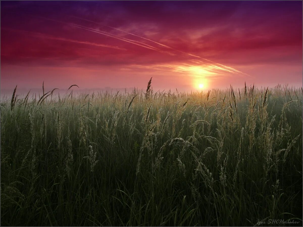 в поле. закат в степи. дремотой розовой объята трава некошеной межи. закат в поле. колосья на закате.
