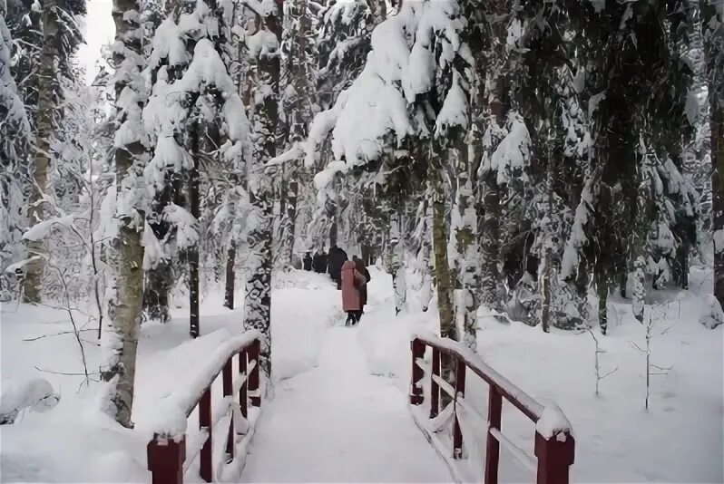 Снежком припорошило. Тропинка запорошена снегом. Тропинка запорошена. На тропинке снежком запорошенной. Дорожка Запорошенная снегом.