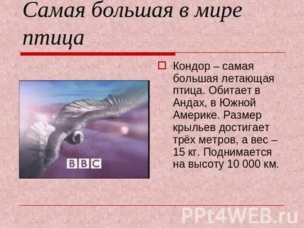 На какую высоту поднимается орел