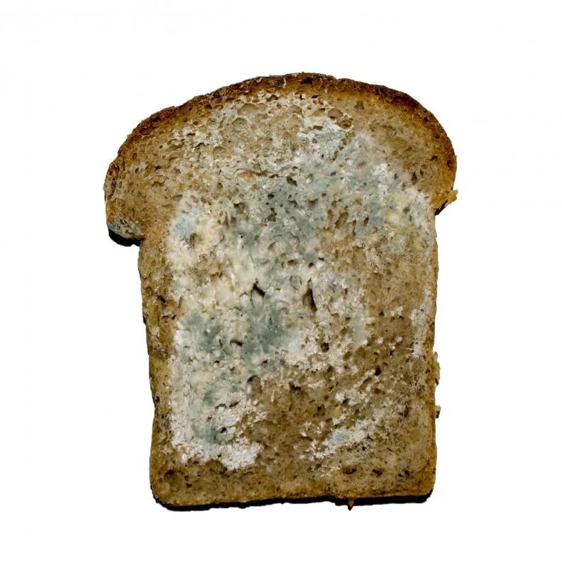 Плесень мукор на хлебе. Черная плесень на хлебе. Плесневелый кусок хлеба. Белая плесень на хлебе. Кусочек хлеба с плесенью