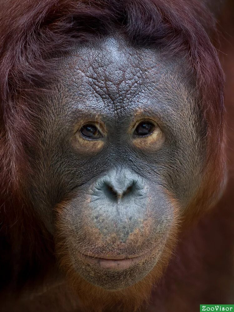 Обезьянья морда. Лицо морда животного. Лицо обезьяны. Лицо морда животного. Оцелот.