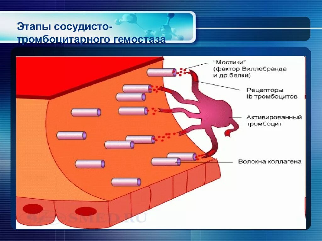 Этапы гемостаза сосуд. Перечислите фазы сосудисто-тромбоцитарного гемостаза. Сосудисто-тромбоцитарный гемостаз физиология этапы. Механизм развития тромбоцитарного гемостаза. Механизм тромбоза