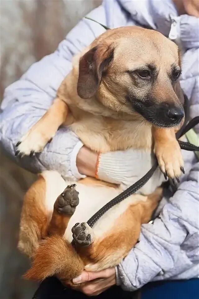 Куда отдать собаку на время. Куда отдать собаку на время