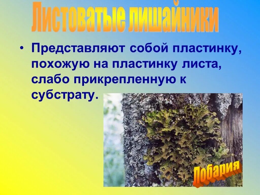 Кишечнополостные многоклеточные животные. Прикрепленные к субстрату. Накипные лишайники. Прикрепляет слоевище к субстрату. Пельтигера лишайник на урале.