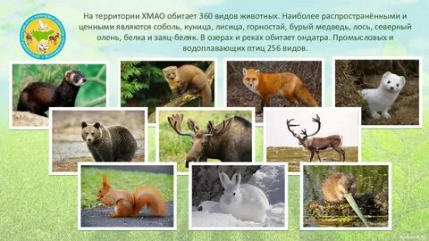 Какие животные встречаются в природе твоего региона