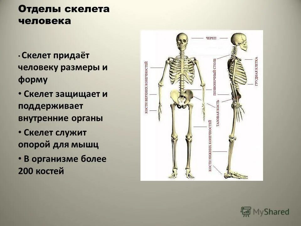 Сколько отделов скелета. Отделы скелета. Скелет состоит из отделов. Основные отделы скелета человека. Строение скелета человека отделы скелета.