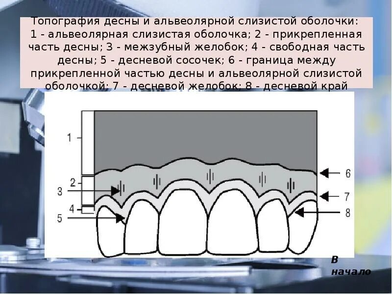 3 непр взойденный пр дставить сопр частность. Альвеолярная слизистая оболочка. Межзубной десневой сосочек. Слизистая оболочка десны.