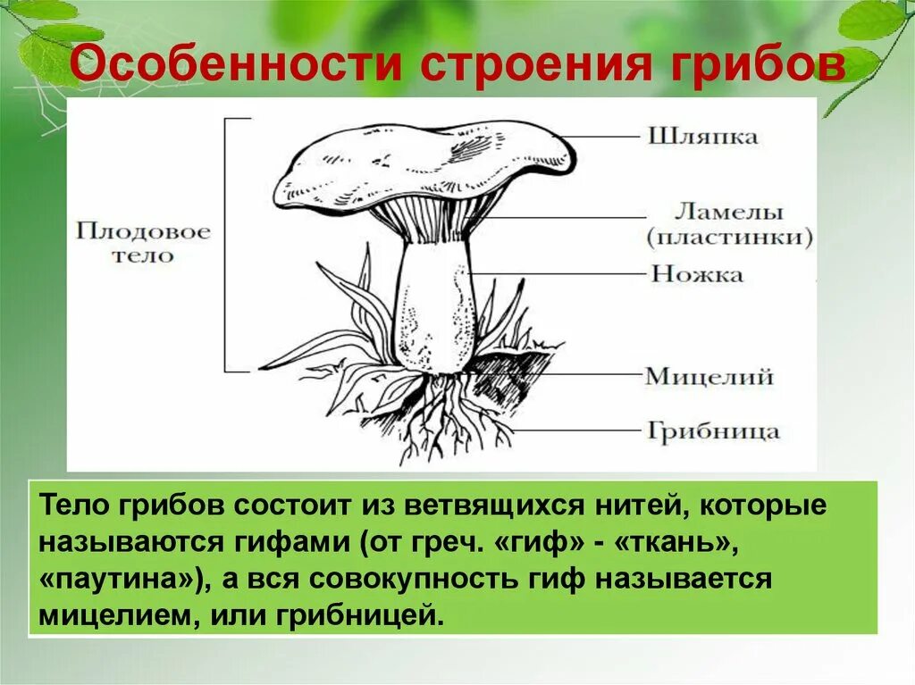 Могут формировать плодовые тела грибы или растения. Строение шляпочного гриба 7 класс. Шляпочные грибы особенности строения. Строение плодового тела шляпочного гриба. Строение шляпочного гриба 5 класс рисунок.