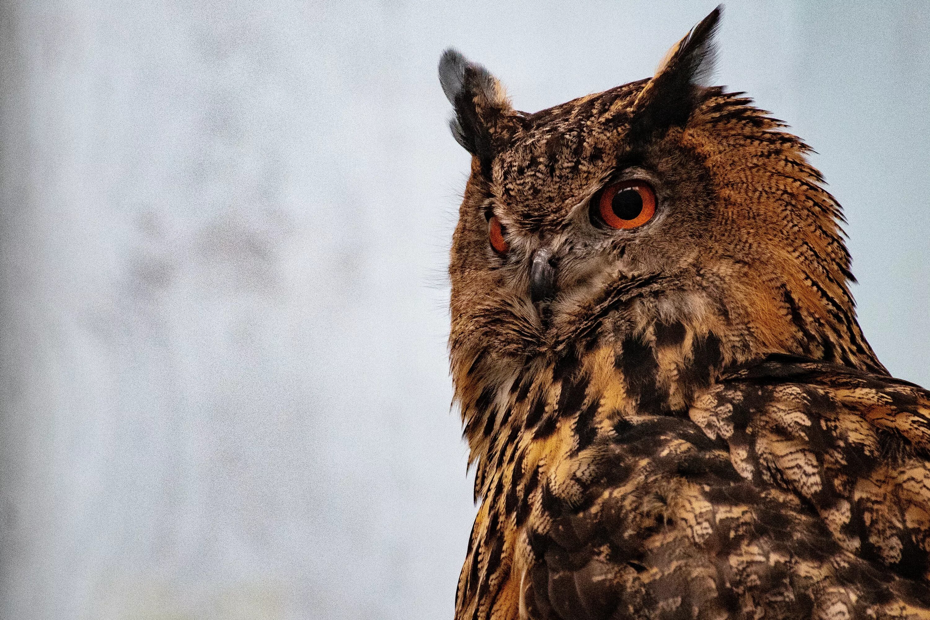 Ис сова. Филин Bubo Bubo Linnaeus, 1758. Евразийский Филин. Филин фото. Американский Филин.