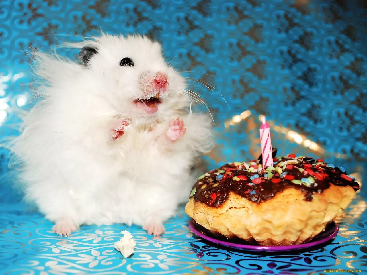 Прикольные пожелания с животными. С днем рождения хомяк. Тортики с хомячками. Хомяк с тортиком. Хомяк поздравляет с днем рождения.